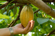 A cocoa farmer holds the cocoa fruit in his hand to check the quality of the produce. Soft and selective focus.