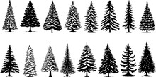 Silhouettes Of Fir Trees Of Various Shapes. Various Types Of Cypress Trees Isolated Background
