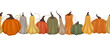 Vector seamless border with pumpkins. Autumn frieze with vegetables isolated from the background. Nature pattern