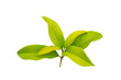 Sweet osmanthus, Sweet olive or Fragrant tea olive leaf with copyspace isolated.
