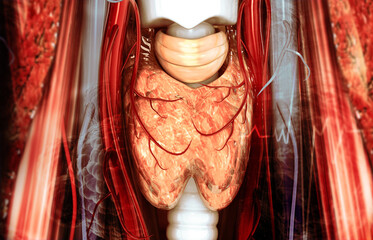 Thyroid human neck anatomy. 3d illustration.