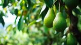 Ripe avocados growing on trees in orchard, background with space for text, copy space, generative AI