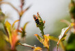 Marienkäferlarven fressen Blattläuse an Rosen - biologischer Pflanzenschutz
