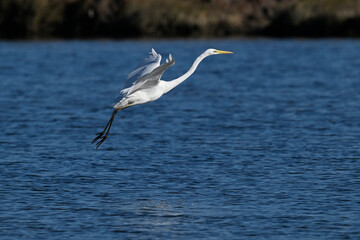 Canvas Print - Silberreiher // Great egret (Ardea alba) - Greece