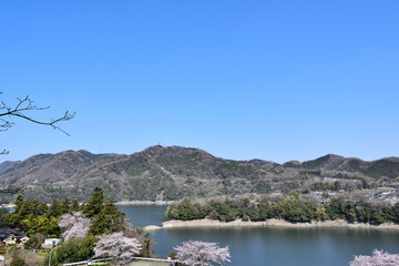 Wall Mural - 【神奈川県】春の津久井湖城山公園 湖畔