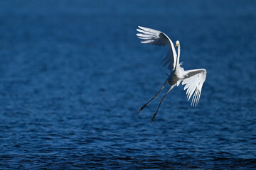 Poster - Silberreiher // Great egret (Ardea alba) - Greece