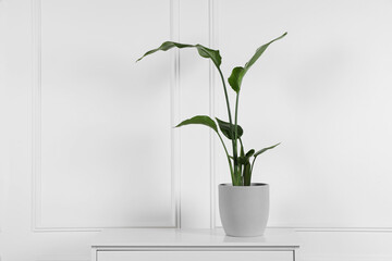 Wall Mural - Potted strelitzia on chest of drawers near white wall, space for text. Beautiful houseplant