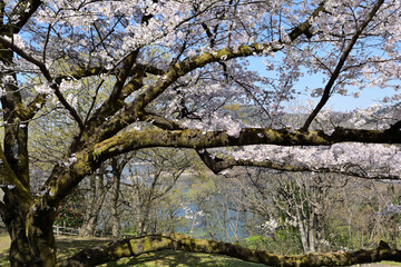 Wall Mural - 【神奈川県】春の津久井湖城山公園  桜並木