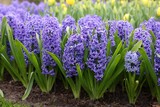 Beautiful blue hyacinth flowers growing outdoors, closeup