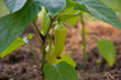 Organic raw yellow green banana pepper, paprika, chili red pepper plant or spanish sweet pepper on a mulched bed or mulching soil with garden cut grass to protect against weed germination background.