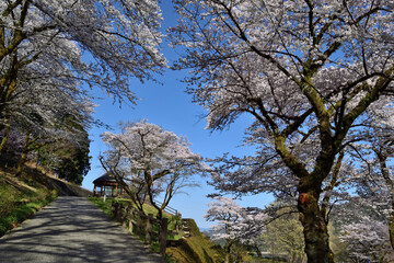 Wall Mural - 【神奈川県】春の津久井湖城山公園  桜咲く並木道