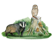 Woodland Animals Badger And Owl On Tree Stump And Grass Watercolor Forest Illustration Isolated On White Background For Children Room Designs