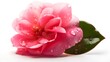 Beautiful close up pink Japanese camelia flower with some leaves and some water drops looks fresh laying on white studio shot background. Generative AI technology.