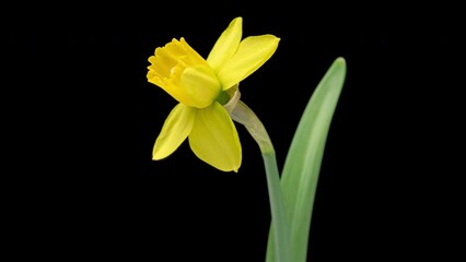 Wall Mural - 4K Time Lapse of blooming yellow Narcissus flowers isolated on black background. Timelapse of daffodils close-up. Time-lapse of beautiful spring flowers opening.