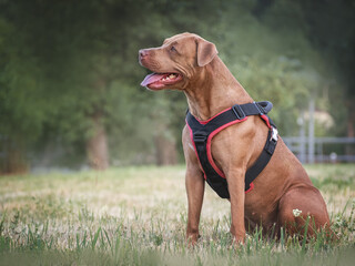 Cute dog walking in a meadow in green grass against the background of trees. Closeup, outdoor. Day light. Concept of care, education, obedience training and raising pets