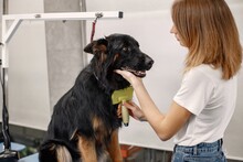 Big Black Dog Getting Comb By The Female Groomer