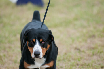 Wall Mural - Entlebucher Mountain Dog walking towards camera