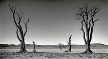A Black And White Photo Of Dead Trees In The Desert, Generative AI.