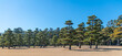 Beautiful panoramic view of Japanese pine trees in Park near the Imperial Palace at Chiyoda district, Tokyo, Japan.