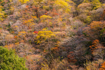 【紅葉に包まれる風景】「せんだん轟（とどろ）の滝」(五家荘)
[Landscape surrounded by autumn leaves] 