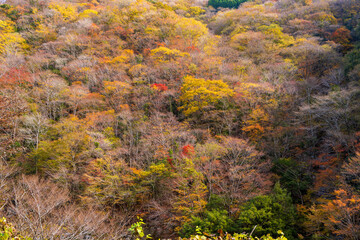 【紅葉に包まれる風景】「せんだん轟（とどろ）の滝」(五家荘)
[Landscape surrounded by autumn leaves] 