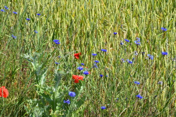 Wall Mural - Corn flower and Poppy decorated grain field