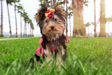 Sticker - Cute fluffy dog puppy in nature forest