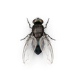 © Insect Planet - Fly insect isolated transparent background