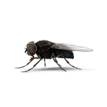 Fly Insect Isolated Transparent Background