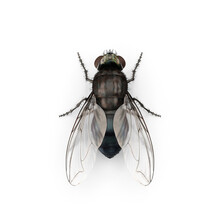 Fly Insect Isolated Transparent Background