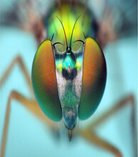 Close Up Of A Fly