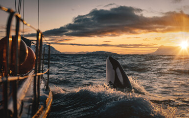 Wall Mural - orca making spy hop in sunset ocean water with splashes, norway background, winter and snow on mount