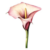 Beautiful water color calla lily flower png clip art png no background