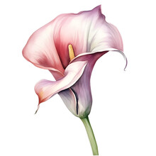 Beautiful Water Color Calla Lily Flower Png Clip Art Png No Background