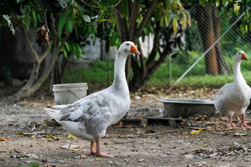 Wall Mural - gray goose walking in farm at thailand