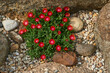 Rote Mittagsblumen zwischen Steinen