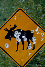 Moose Crossing Sign With Damage From Gunfire; Weld, Maine, United States Of America