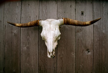 Cattle Skull With Horns Hangs On A Wooden Wall; Umnak Island, Aleutian Islands, Alaska, United States Of America