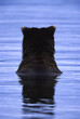 © Designpics - Alaska Peninsula brown bear (Ursus arctos gyas) sitting in water at Hallo Bay in Katmai National Park and Preserve, Alaska, USA; Alaska, United States of America