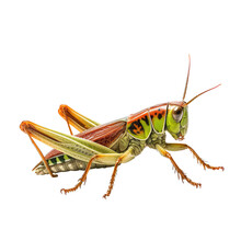 Grasshopper Isolated On White