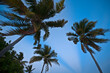 © Designpics - View from below of palm trees blowing in the wind; Turneffe Island, Belize