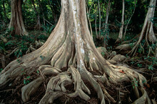 Winding Roots Of Dragonsblood Trees In Dominica