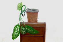 Tropical House Plant On Wooden Side Table Against A White Background; Nova Scotia, Canada