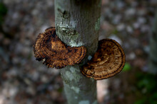 Polypore Fungi On Tree; Digby County, Nova Scotia, Canada