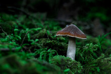 Mushroom On Mossy Forest Floor; Annapolis County, Nova Scotia, Canada