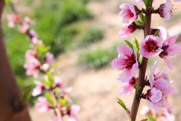 Wall Mural - background of spring blossom tree. selective focus