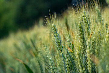 Wall Mural - field of wheat after rain