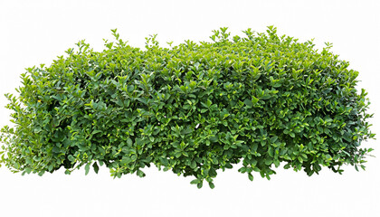 hedge of plants isolated on white background. bush of lush green leaves for garden design or landsca