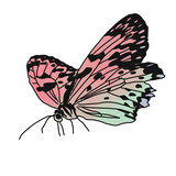 Fototapeta Motyle - Butterfly 