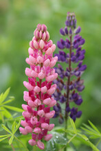 Purple Lupin Flowers Blooms In The Field. Bunch Of Lupines Summer Flower Background. Violet Spring And Summer Flower. Pink Flowers Lupine A Green Background. Lupinus. Fabaceae Family. Blooming Lupine
